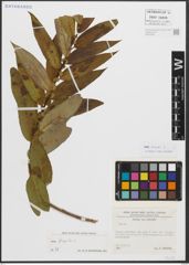 Foto von Salix triandra L.